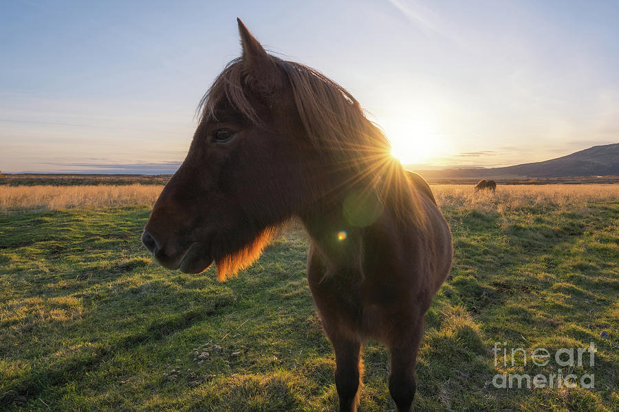 Pony Profile  Photograph by Michael Ver Sprill