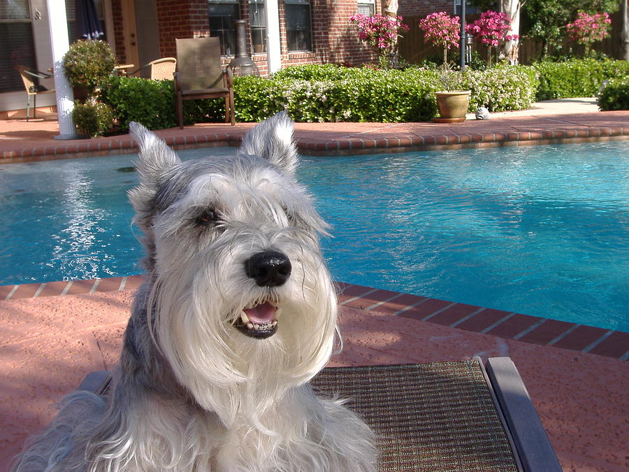 Pooch at Poolside Photograph by Diane Ferguson