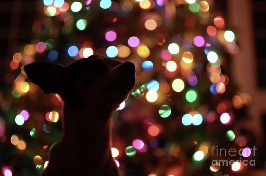 Pooch Christmas Photograph by Alice Terrill