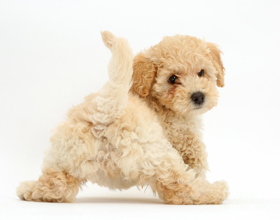 Poochon Puppy Photograph by Mark Taylor