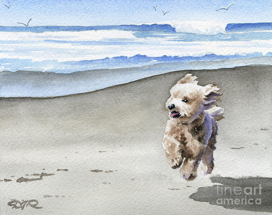 Poodle Painting - Poodle at the Beach  by David Rogers