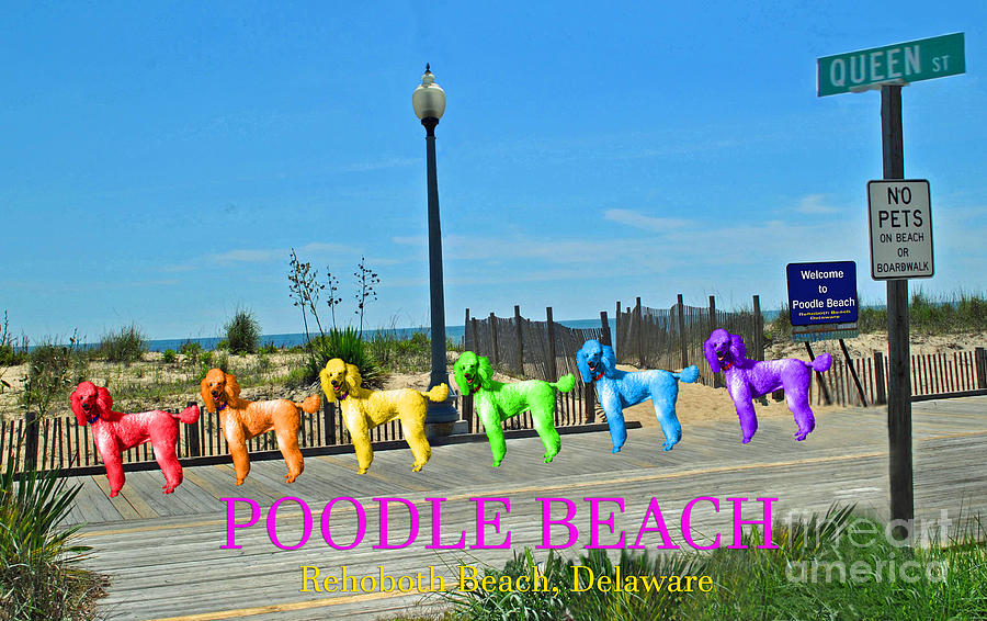 Queen Photograph - Poodle Beach Rehoboth by Jost Houk