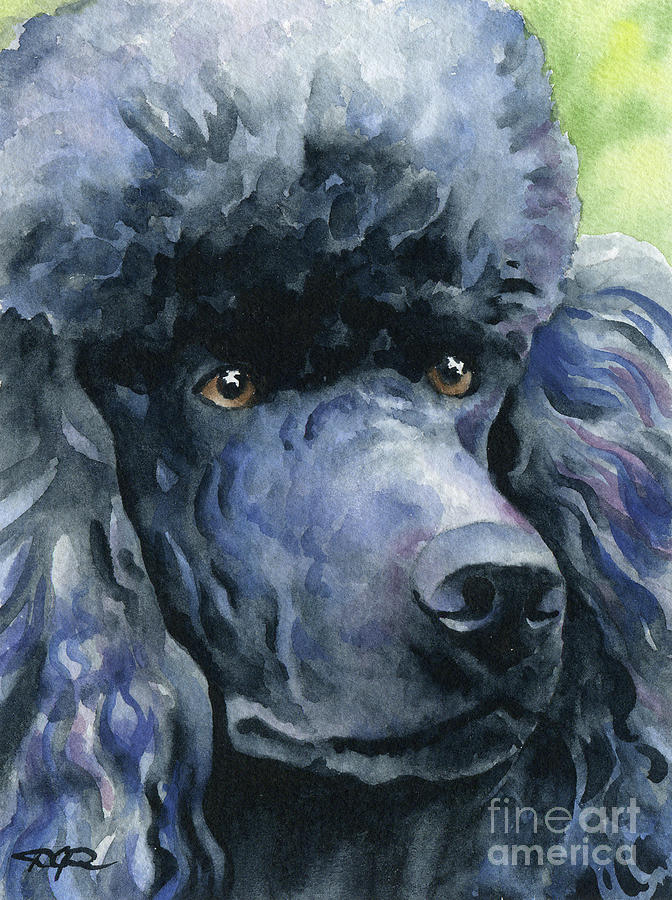 Poodle Painting - Poodle by David Rogers