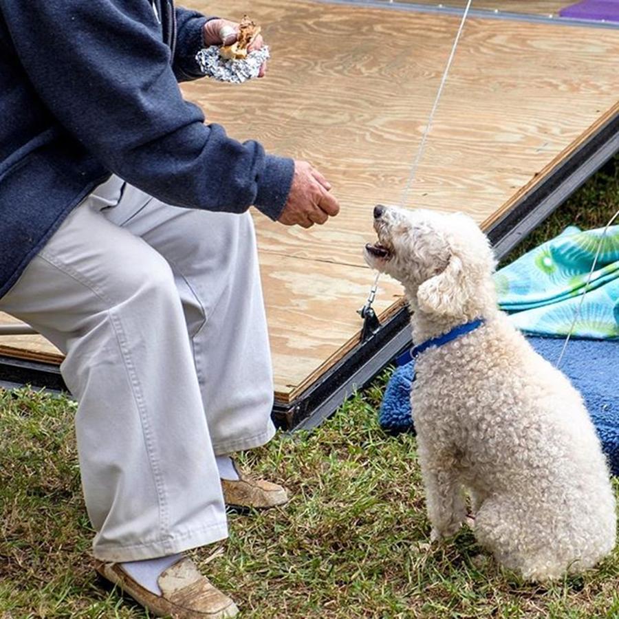 Dog Photograph - #poodle #eating #bbq  #festival #dog by Raw Image Photo