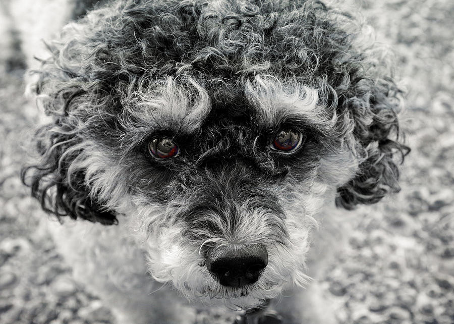 Poodle Eyes Photograph by Keith Armstrong