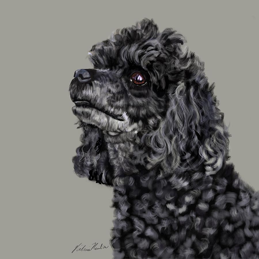 Poodle Digital Art - Poodle going Grey by Victoria Newton