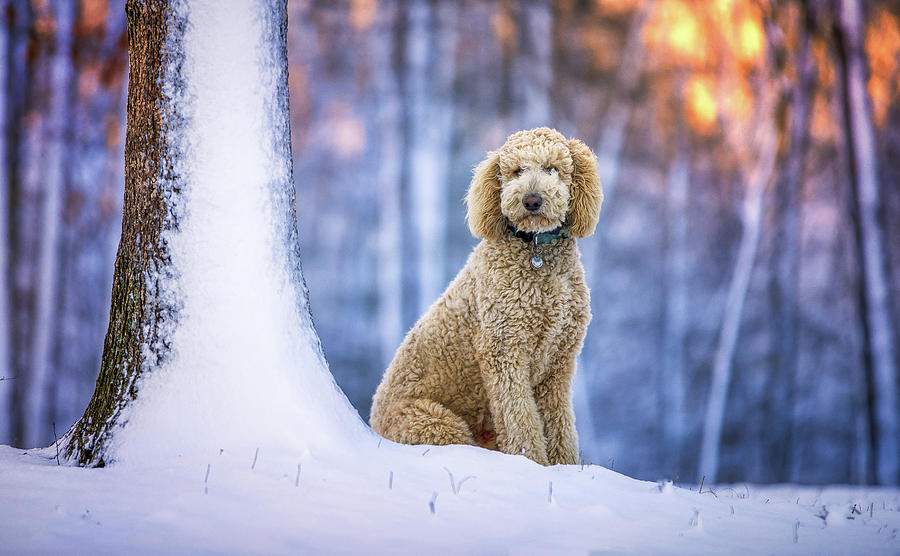 Poodle hot sale in snow