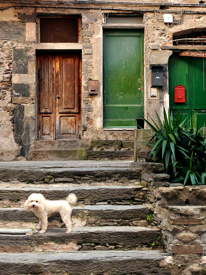 Poodle Poser - Vernazza, Cinque Terre, Italy Photograph by Denise Strahm