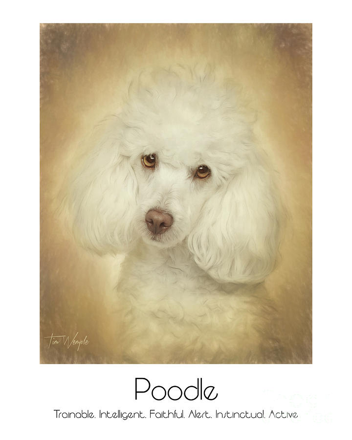 Poodle Poster Digital Art by Tim Wemple
