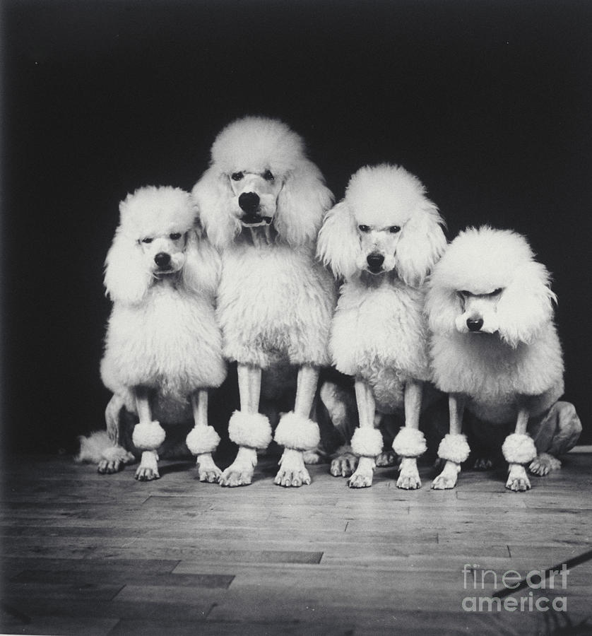 Poodle Quartet Photograph by Ylla
