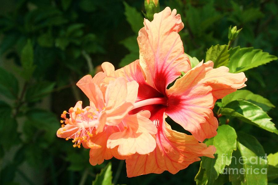 Nature Photograph - Poodle Tail Hibiscus by Maria Young