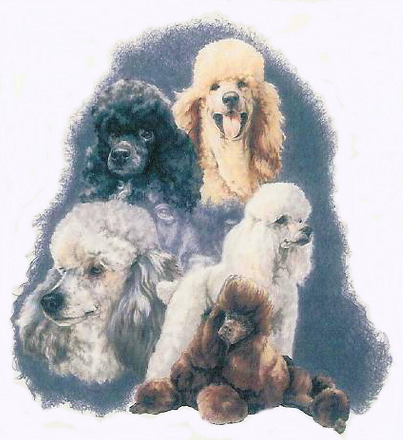 Poodle Grouping Drawing by Barbara Keith