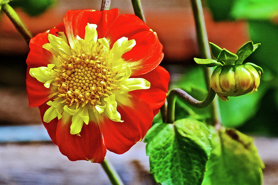 Pooh Collarette Dahlia in Golden Gate Park in San Francisco, California  Photograph by Ruth Hager