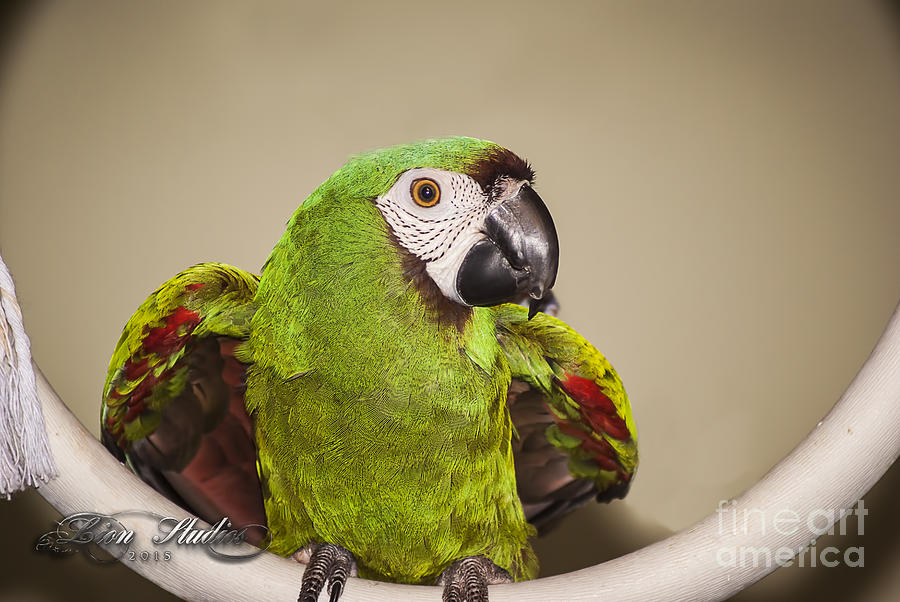 Pookie Severe Macaw Photograph by Melissa Messick