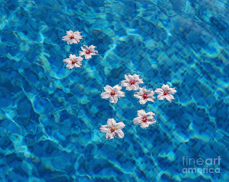 Pool Almond Blossom Photograph by Mikehoward Photography