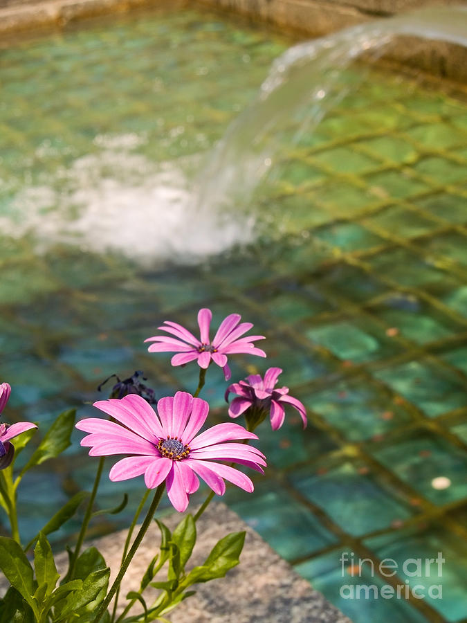 Flower Photograph - Pool and Flowers by Andrew Kazmierski