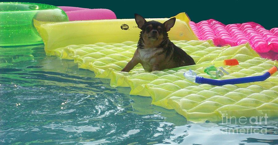 Pool Dog  Photograph by Joseph Baril