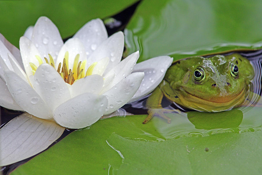 Pool Frog and White Water Lily Photograph by Aivar Mikko