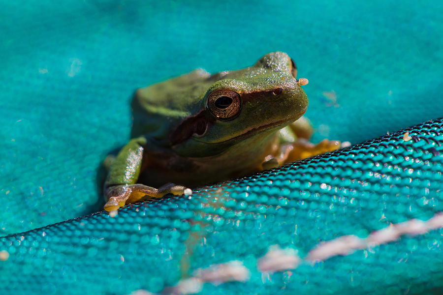 Pool Frog Photograph by Richard Patmore