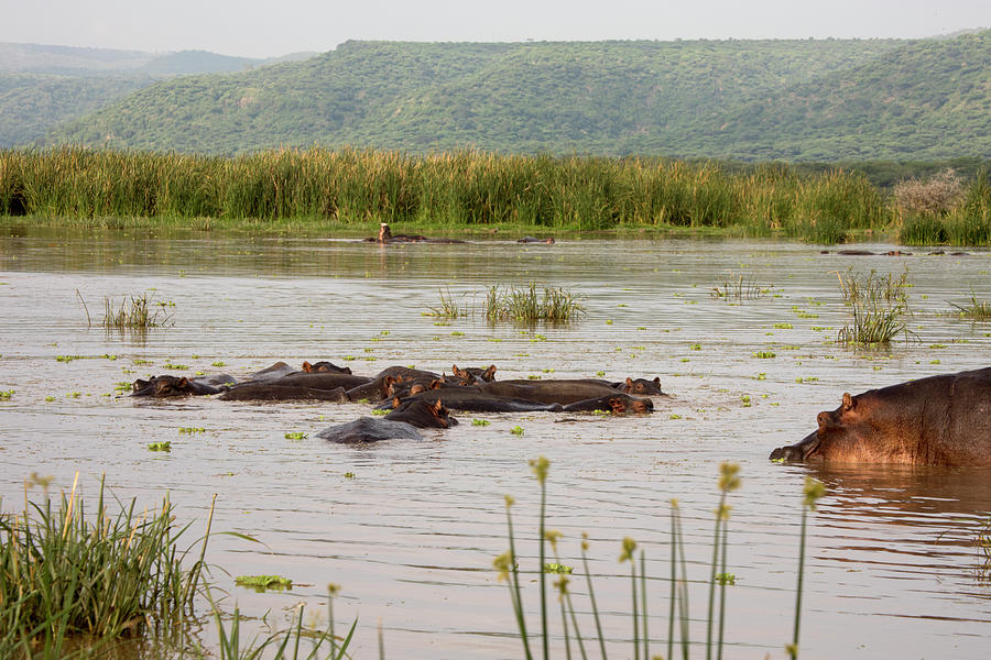Pool of hippos, Lake Manyara, Tanzania Photograph by Karen Foley