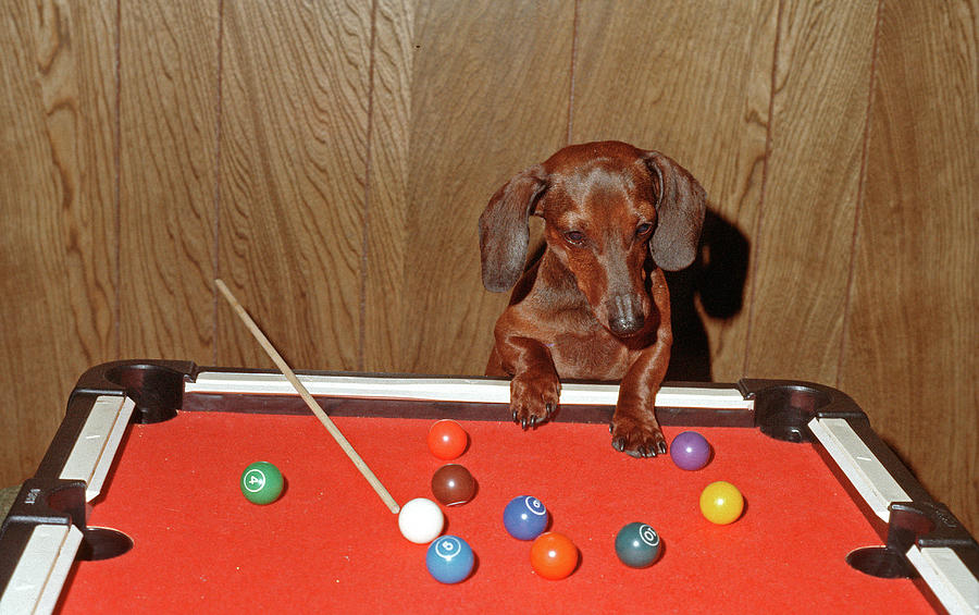 Pool Playing Dog Photograph by Ted Keller