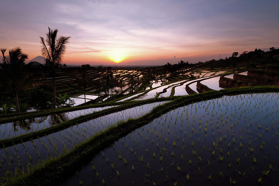 Pools of Rice Photograph by Andrew Kumler