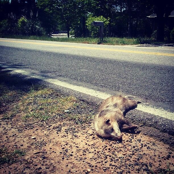 Poor Dead Possum On The Road Photograph by Thinh Vu