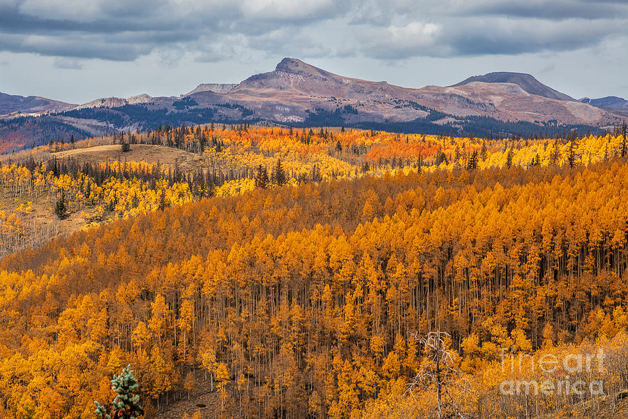 Autumn Colors Photograph - Poor Mans Gold by Jim Garrison