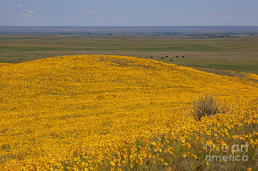 Mound of Gold Photograph by Jim Garrison