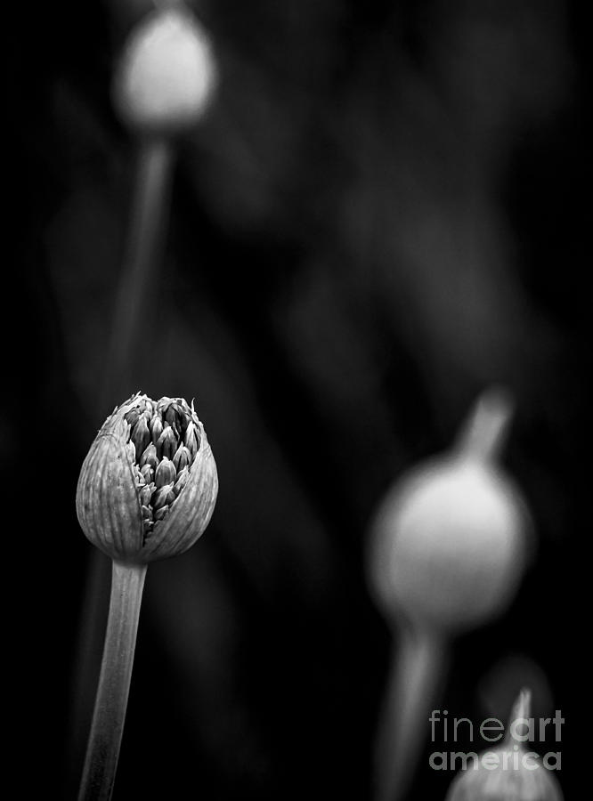 Flower Photograph - Poorly Kept Secret by James Aiken
