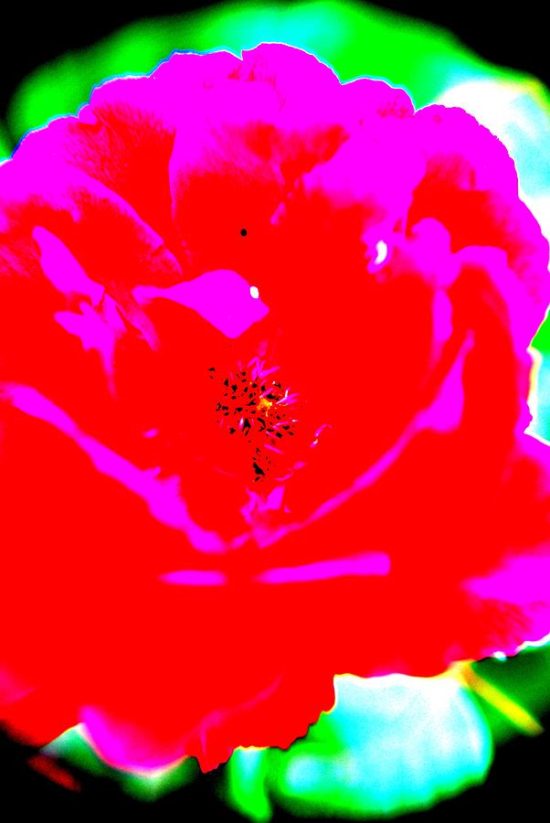 Rose Digital Art - Pop Art Rose  by Michelle  BarlondSmith