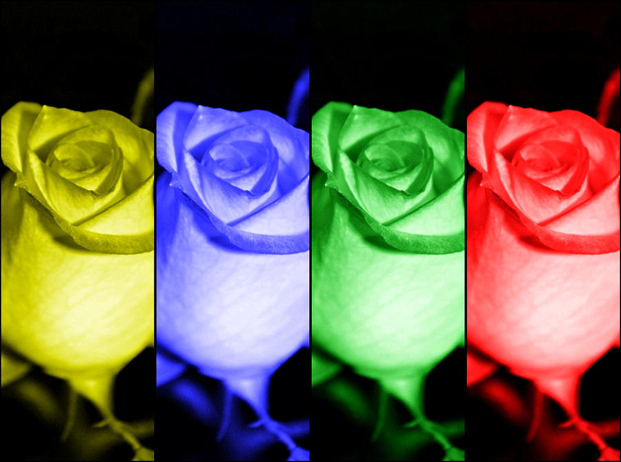 Rose Photograph - Pop Art Roses by Cathie Tyler