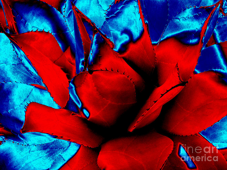 Pop Art Succulent Cactus Abstract in Red and Blue Photograph by Rose Santuci-Sofranko