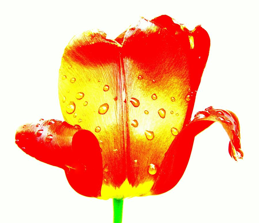 Pop Art Tulip Photograph by Shannon Kunkle