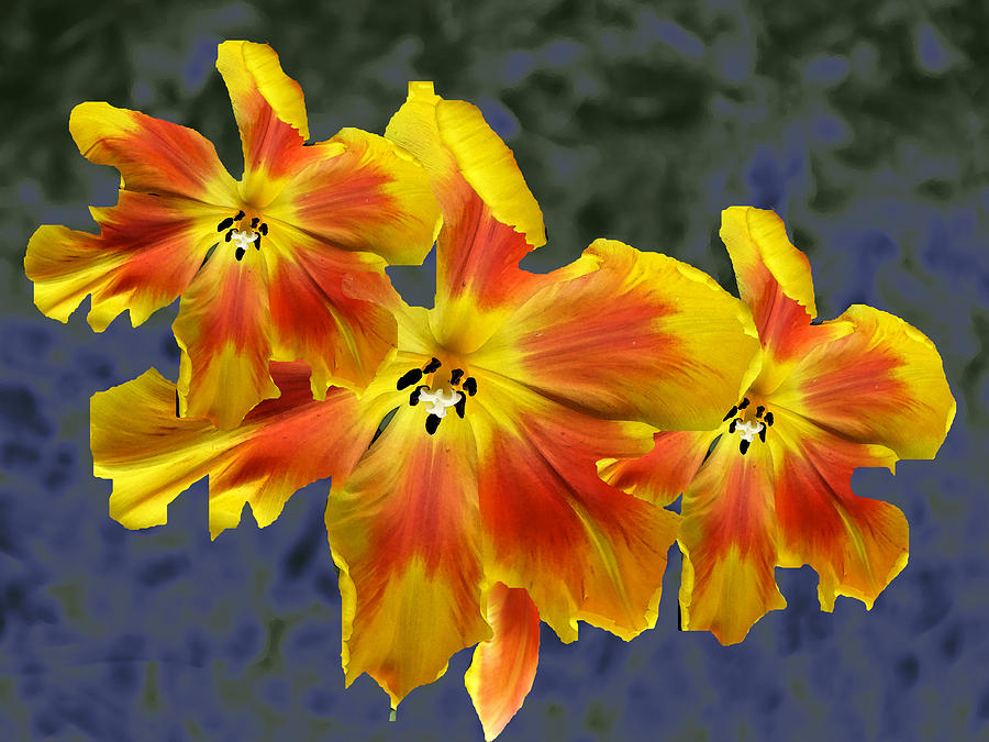 Tulip Photograph - PopArt Tulips 12 by Lyn Perry