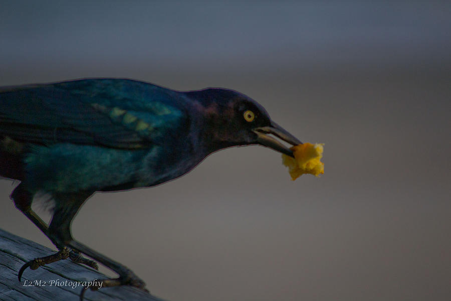 Popcorn Bird Photograph by Salli Thomason