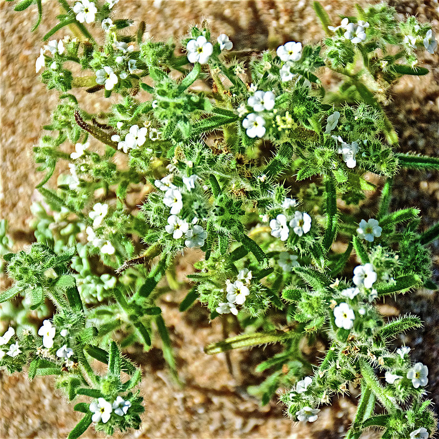 Popcorn Flowers or Cryptantha at Rocky Point in Sonora-Mexico- Photograph by Ruth Hager