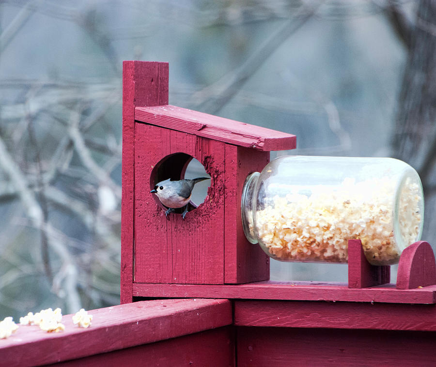 Popcorn Photograph - Popcorn for dinner by Phyllis Taylor