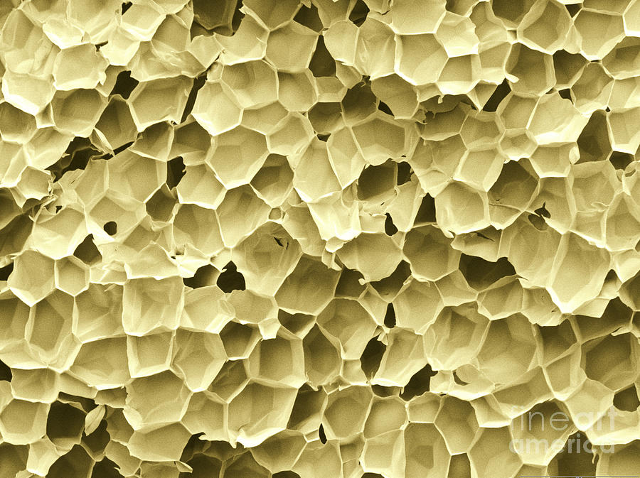 Popcorn Microstructure Photograph by Scimat