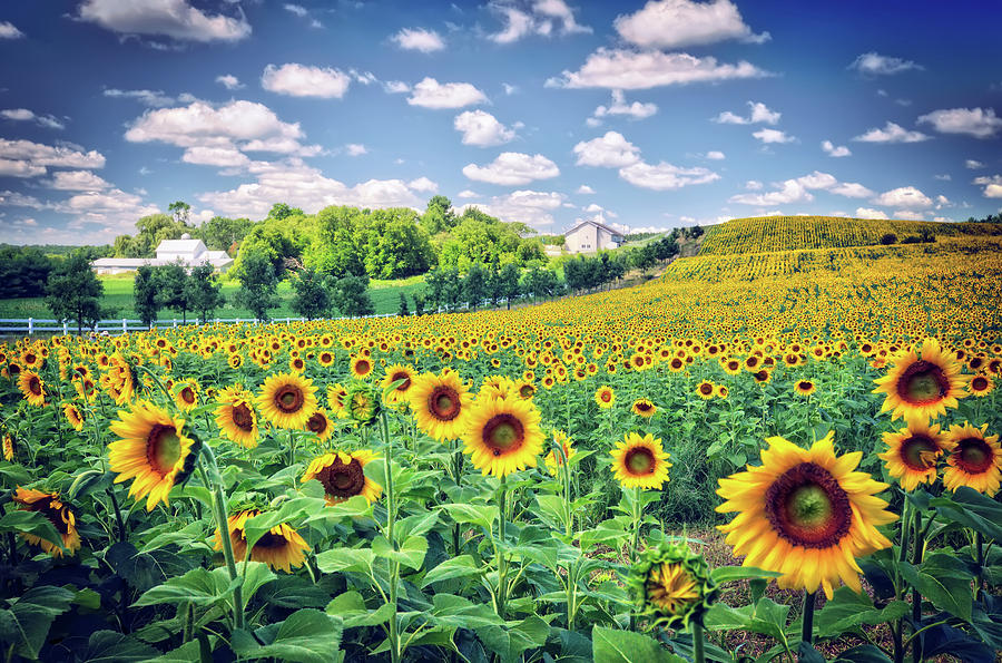  Pope Farm Conservancy Sunflower Field in Bloom Photograph by Jennifer Rondinelli Reilly - Fine Art Photography