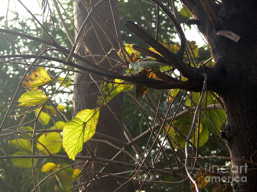 Poplar and its leaves Photograph by Padamvir Singh