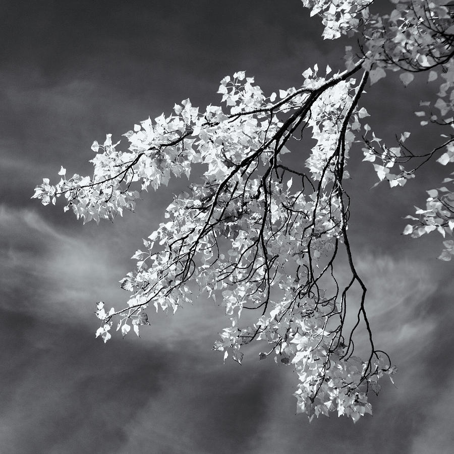 Poplar Branches in Black and White Photograph by Nicholas Blackwell