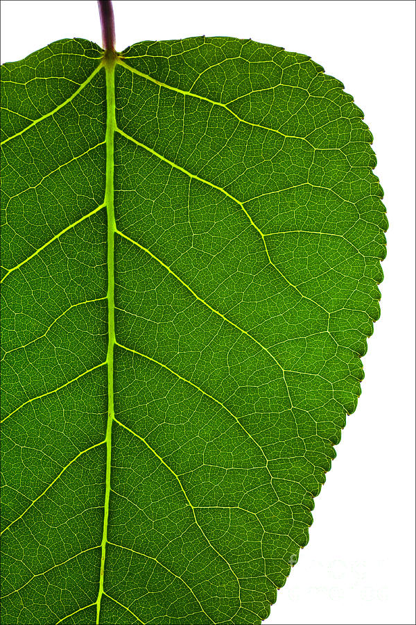 Science Photograph - Poplar Leaf A Key To Biofuels by Science Source Science Photograph - Poplar Leaf A Key To Biofuels by Science Source