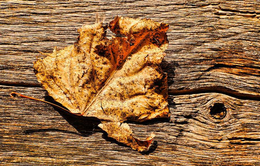 Poplar Leaf on Barn Wood - 1 Photograph by Greg Jackson