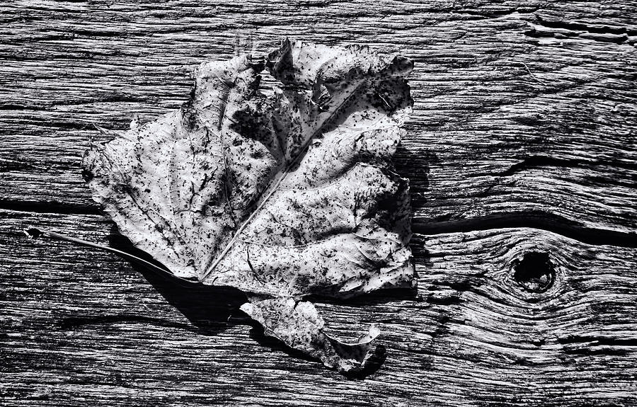 Poplar Leaf on Barn Wood - 1s Photograph by Greg Jackson