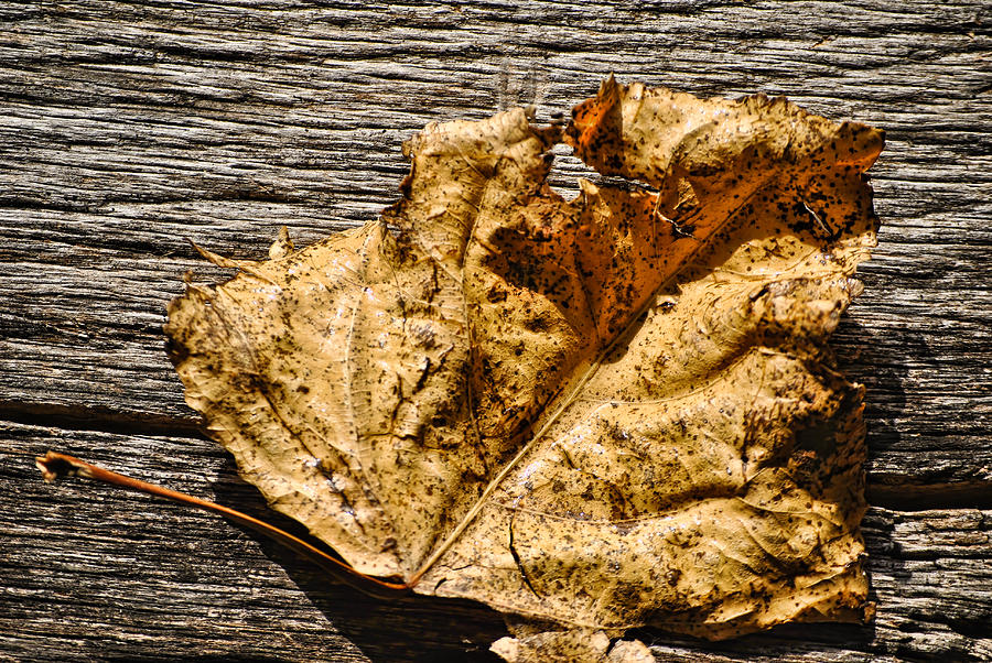 Poplar Leaf on Barn Wood - 3 Photograph by Greg Jackson