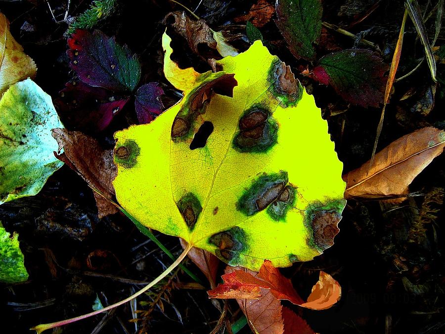 Fall Photograph - Poplar Leaf by Shirley Sirois