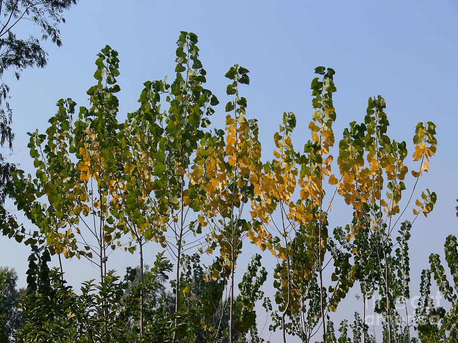 Poplar leaves before the Fall Photograph by Padamvir Singh
