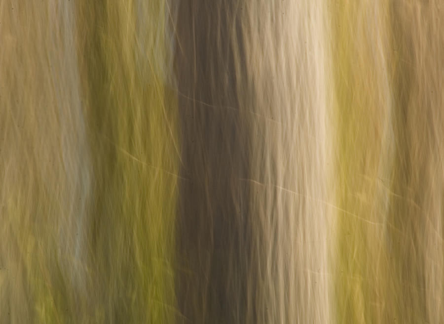 Abstract Photograph - Poplar by Margaret Denny