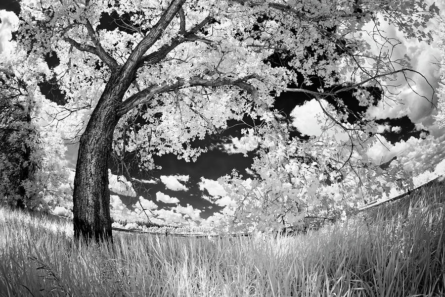 Poplar on the Edge of a Field Photograph by Dan Jurak